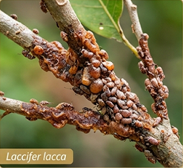 Laksha herb